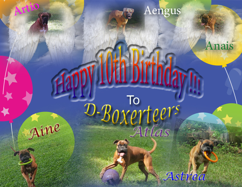 D-Boxerteers 10th Birthday